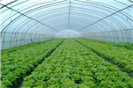 關于成都蔬菜大棚種植的七個技術，簡陽建川為大家剖析！